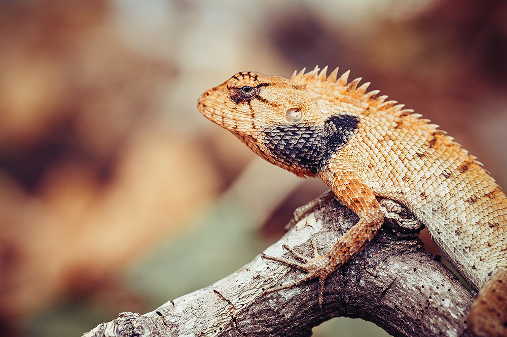 The oriental garden lizard