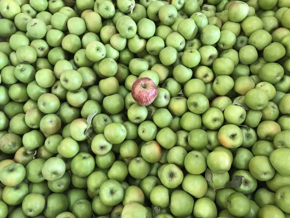 Apple Season