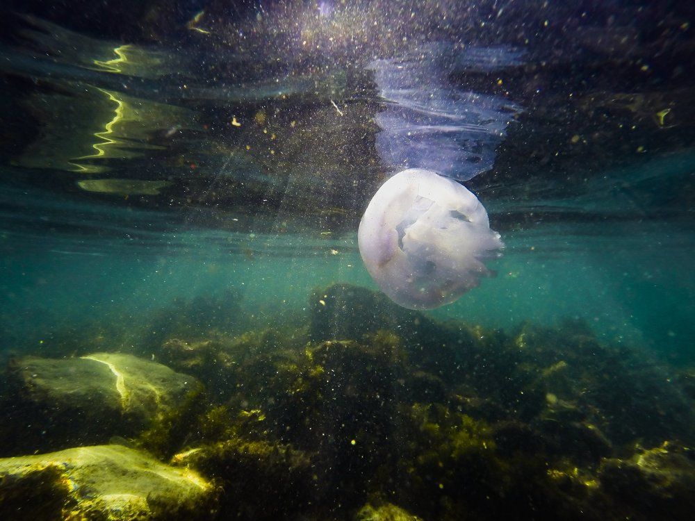 Цветок моря