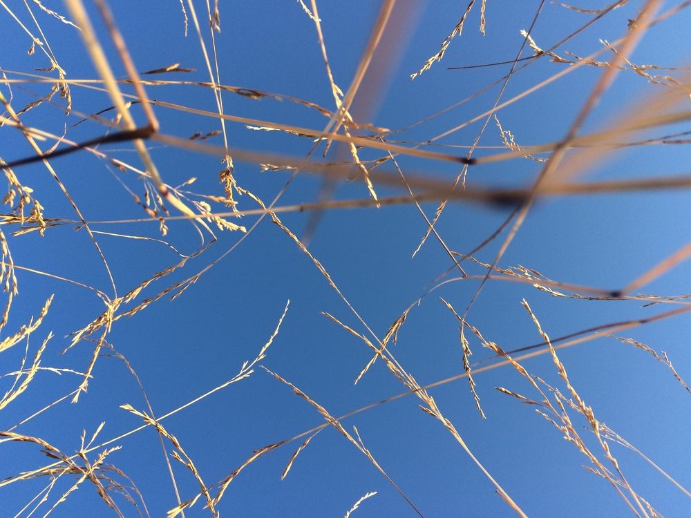 Неба синева