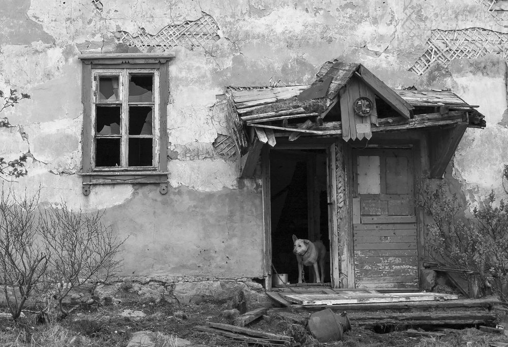 Собачья жизнь