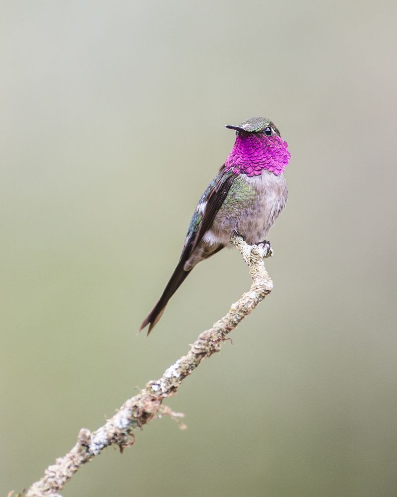 The beauty Amethyst Woodstar