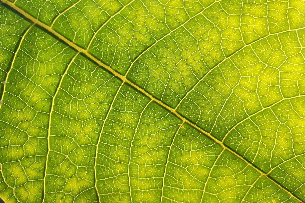 Leaf