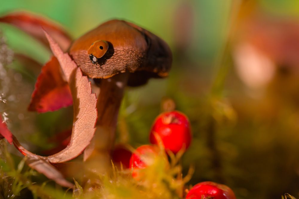 ladybug in search of adventure