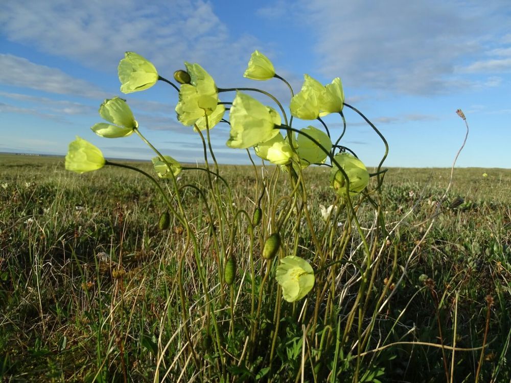 Беззащитная нежность...