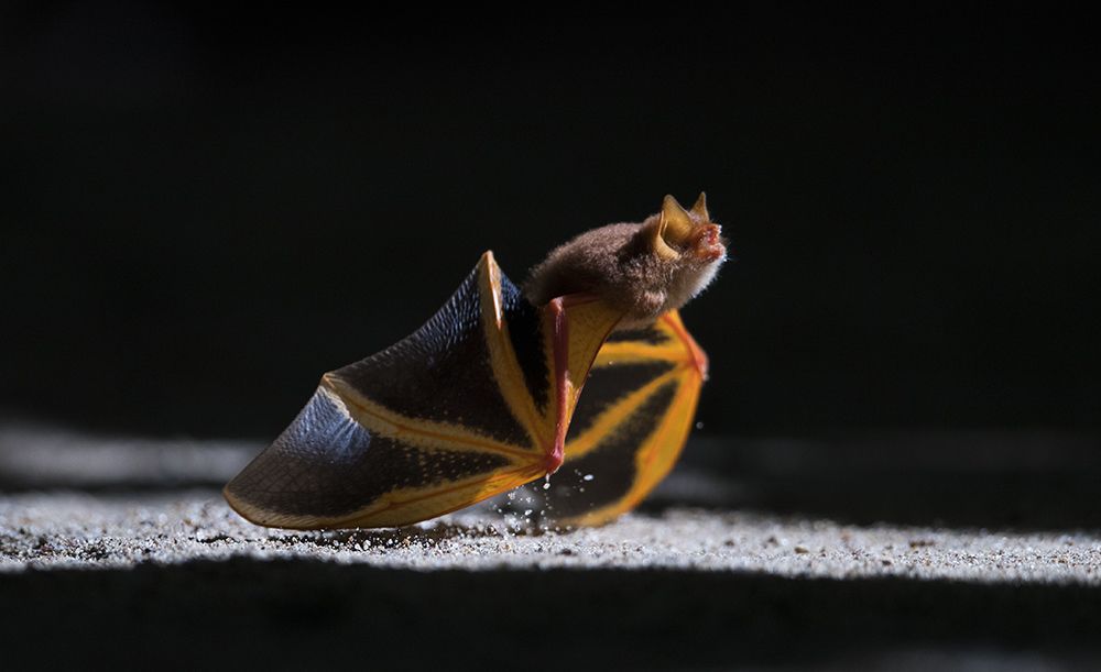 Soar into the sun in those starry wings......