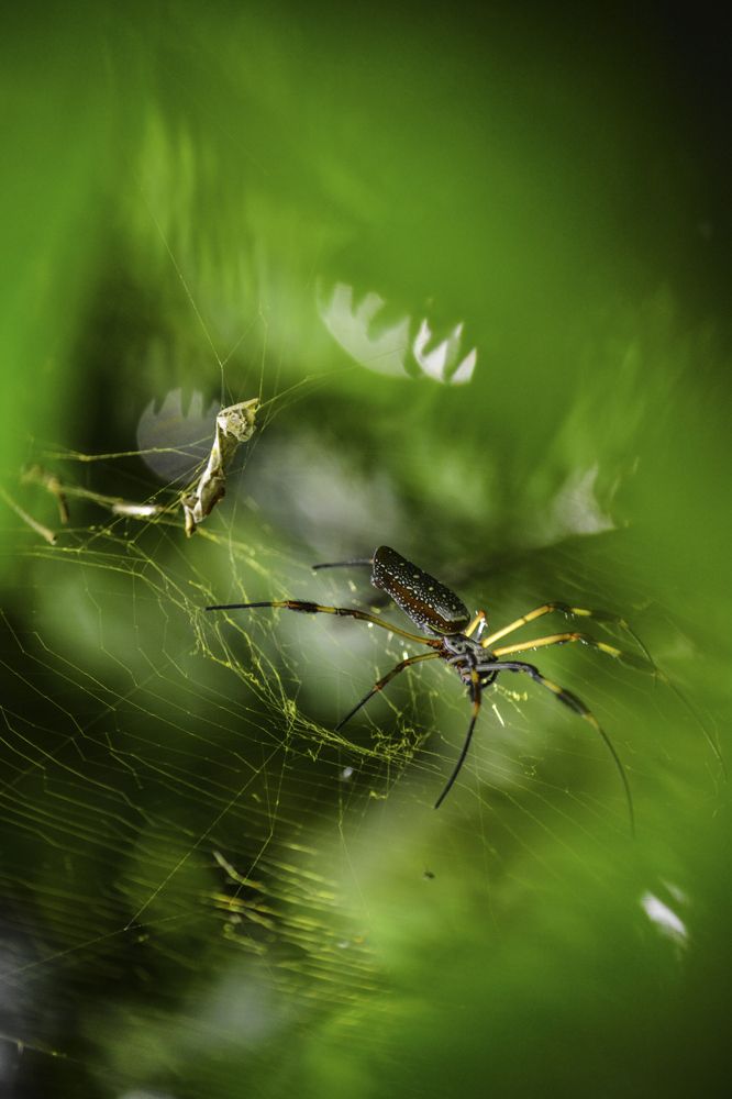 Nephila clavipes