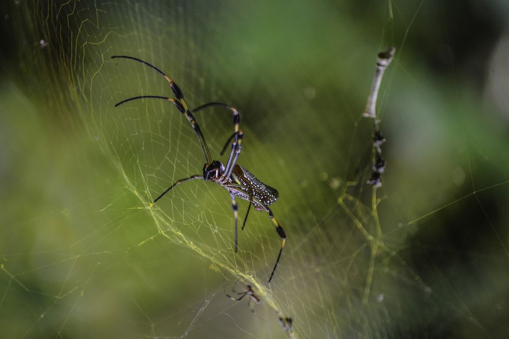 Nephila clavipes