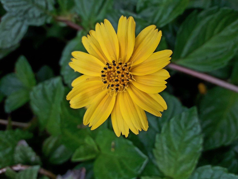Yellow flower