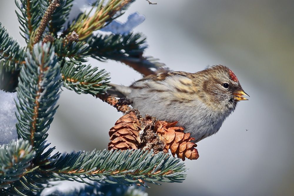 Обыкновенная чечётка, Carduelis flammea, Common Redpoll