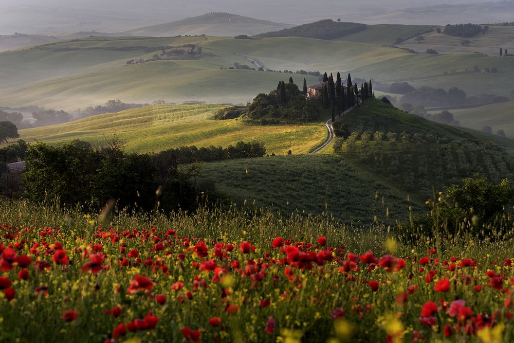 Puppies on the hills