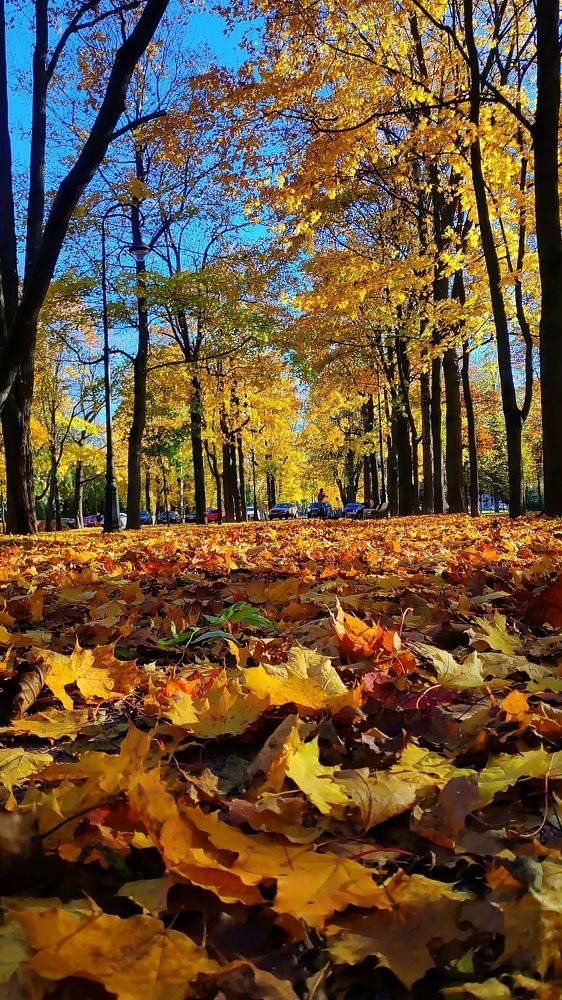 Дорога в осень