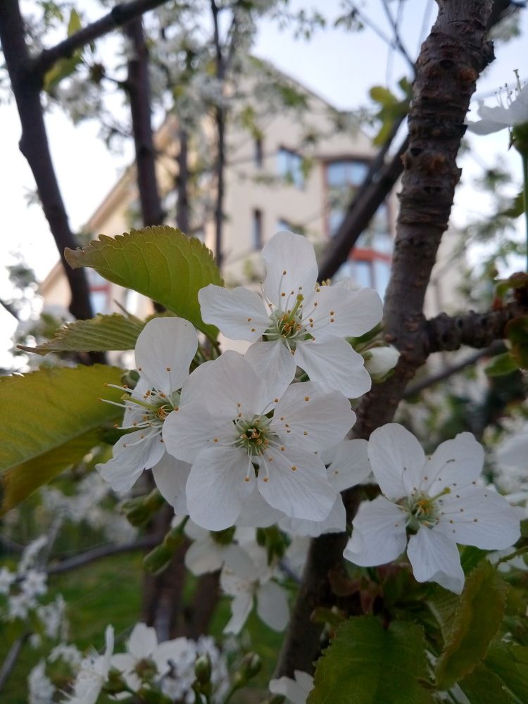 Blooming