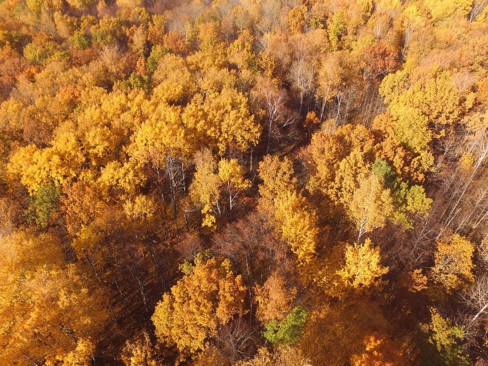 Осенний лес