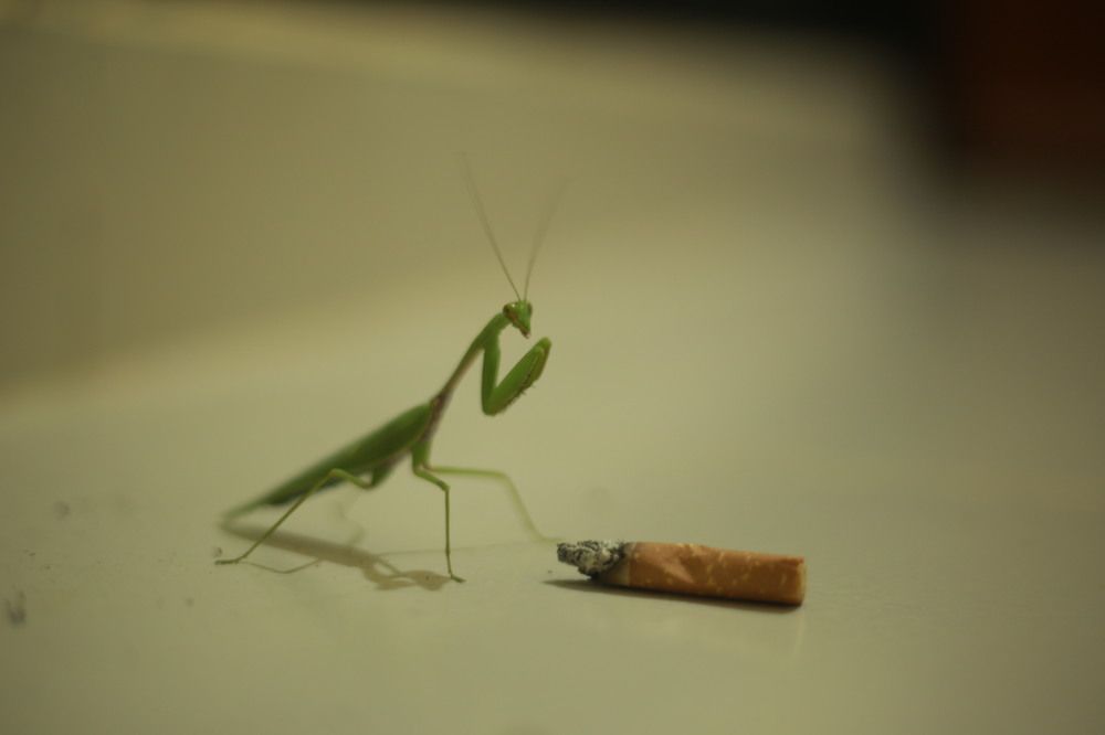 A lonely grasshopper