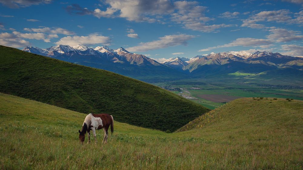 Летнее утро