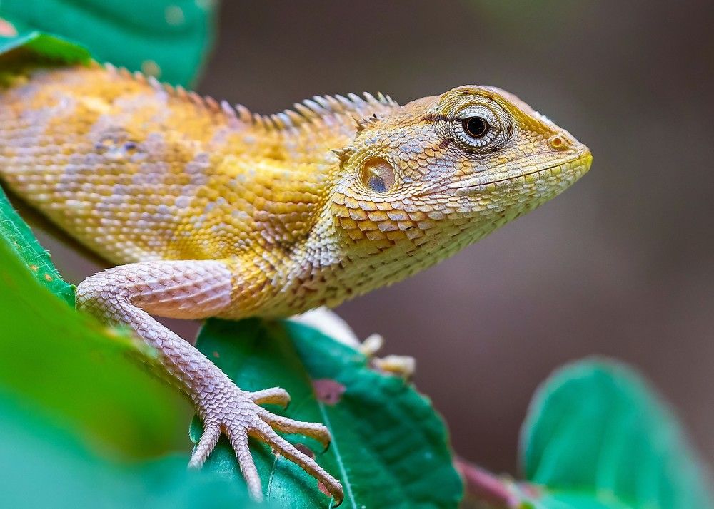 ORIENTAL GARDEN LIZARD