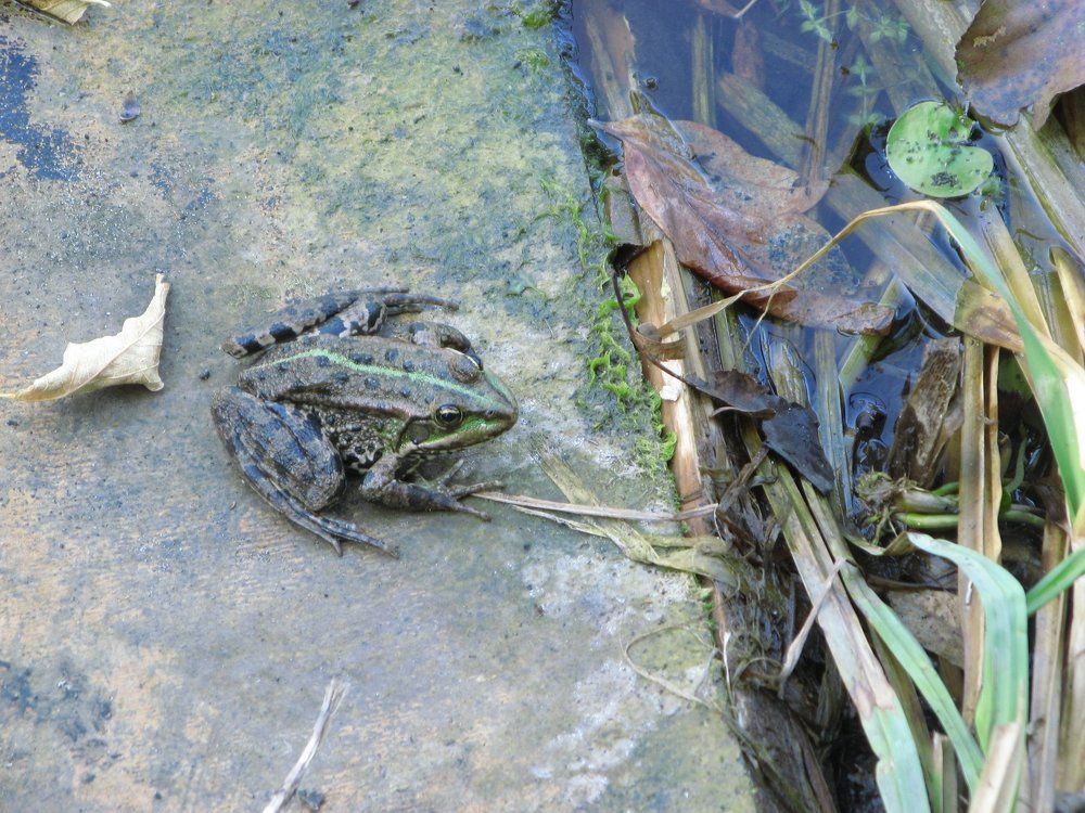 амфибия на берегу