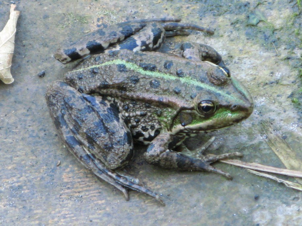 Удивительные глаза смотрят в разные стороны