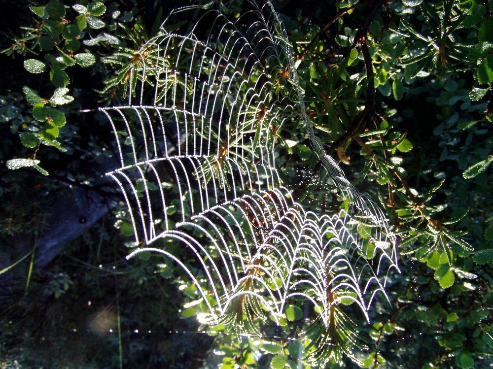 Сказочные узоры леса...