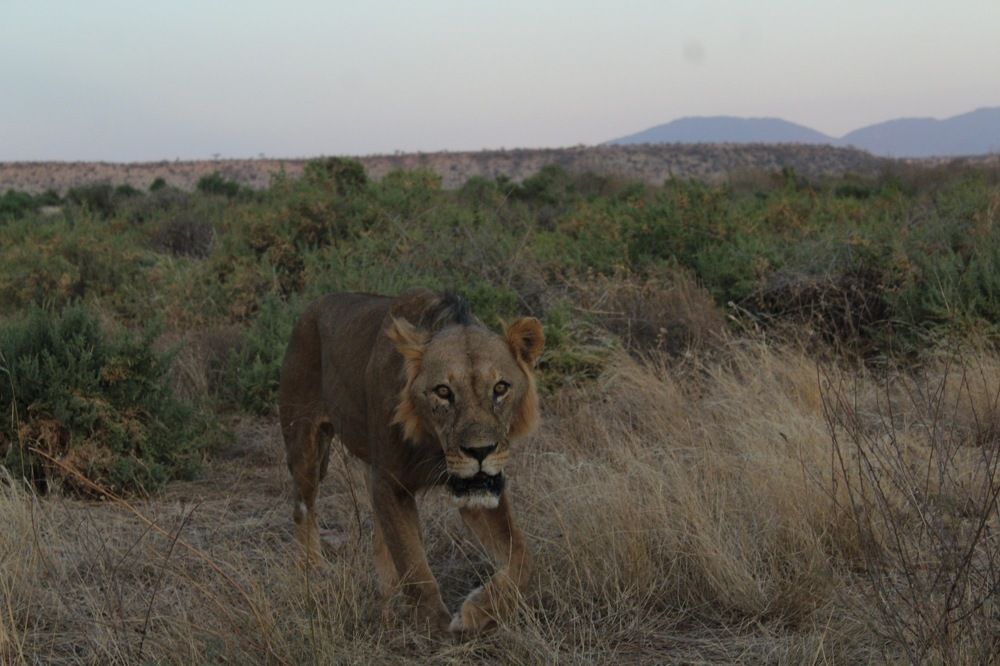 Hungry Lion at Dusk