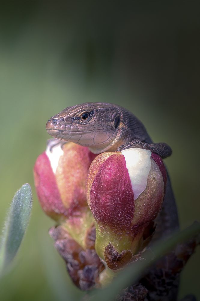 И взгромоздясь на абрикосовый бутон , сказала ящерка - Весны пришел сезон!