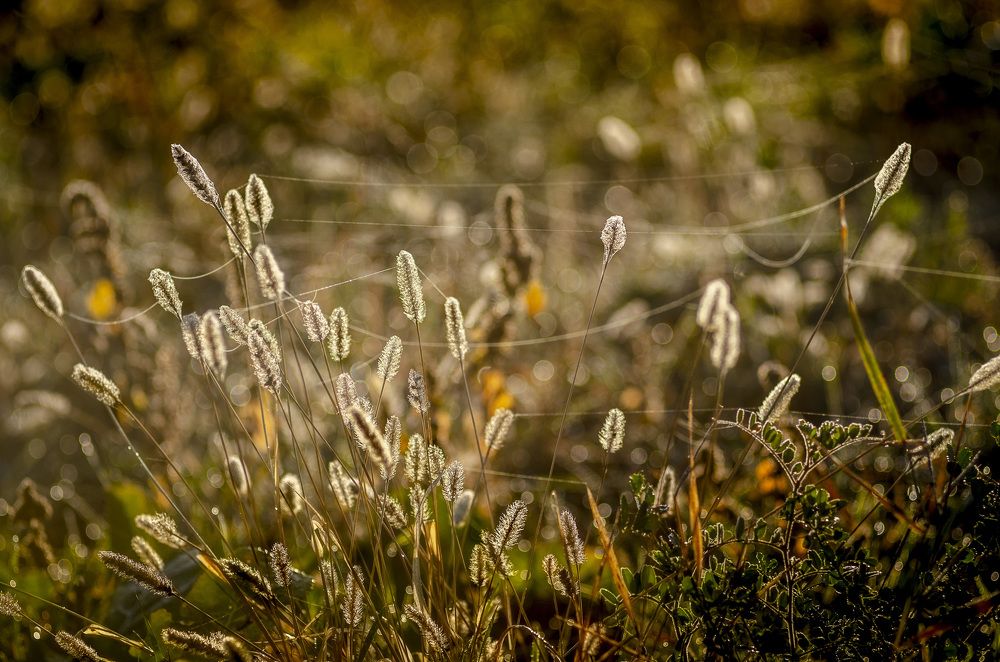 Photograph by Анатолий Коряк