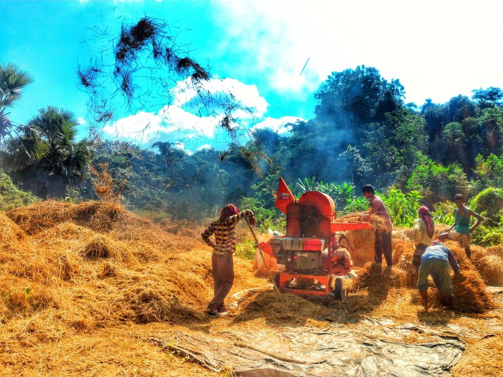 Day laborer: Rice of Action