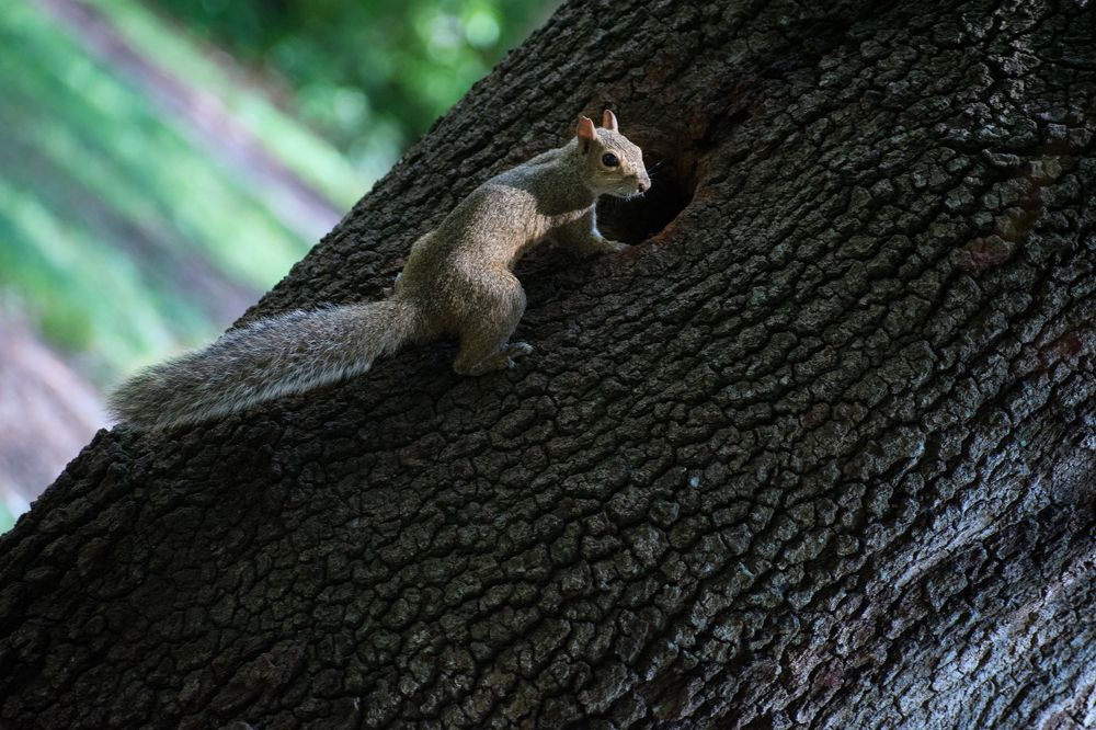 Мой дом дупло