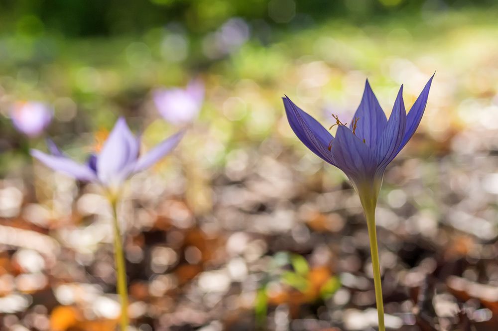 Осень наступает