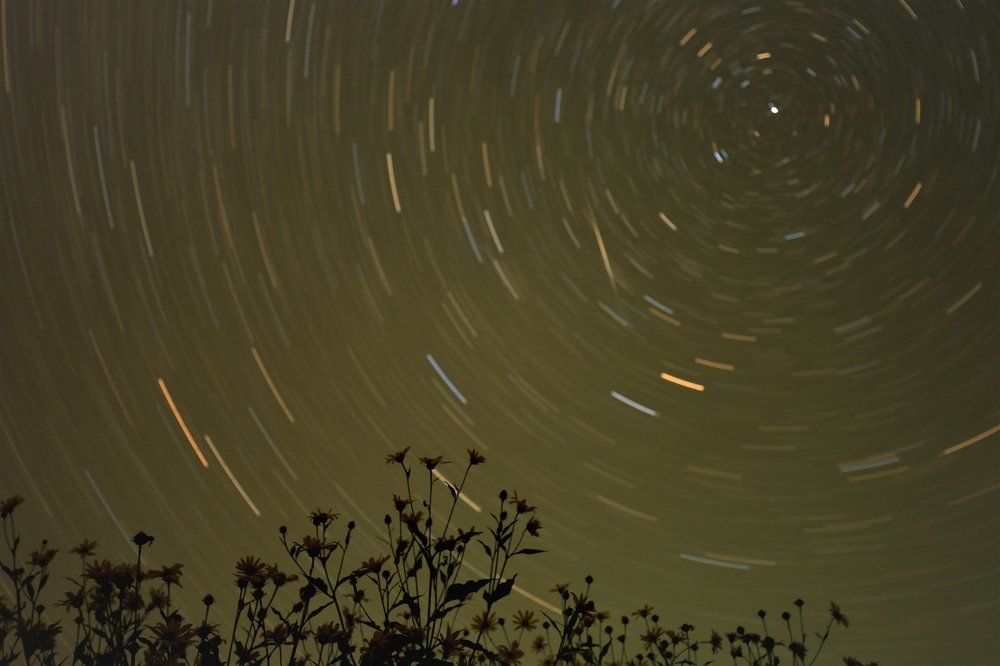 Ночные цветы