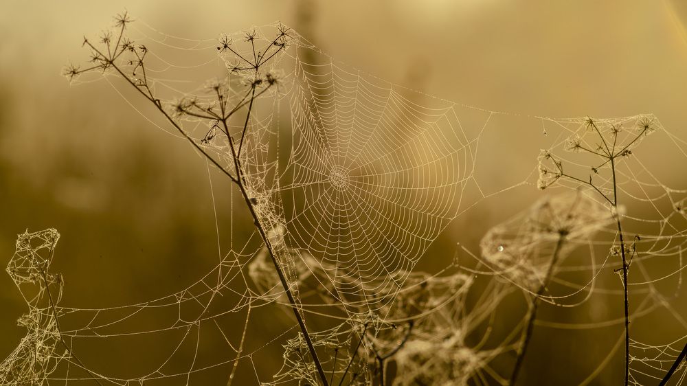 Photograph by Анатолий Коряк