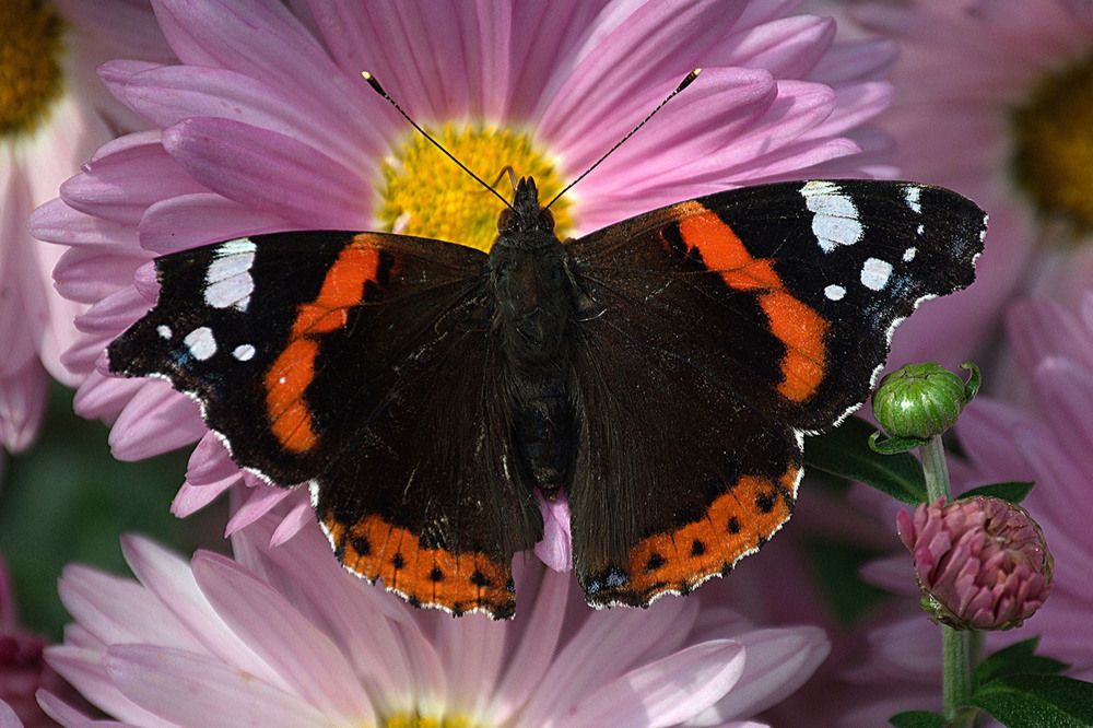 "Дневная красавица"