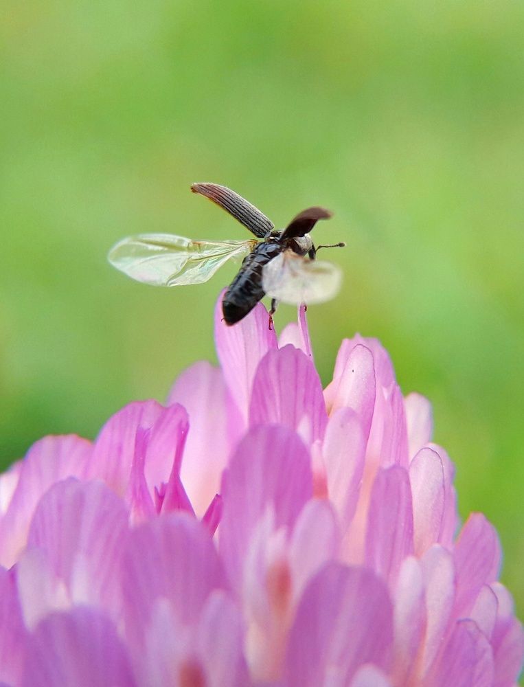 Mobilegraphy with handmade lens