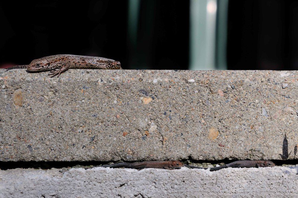 Параллельными курсами