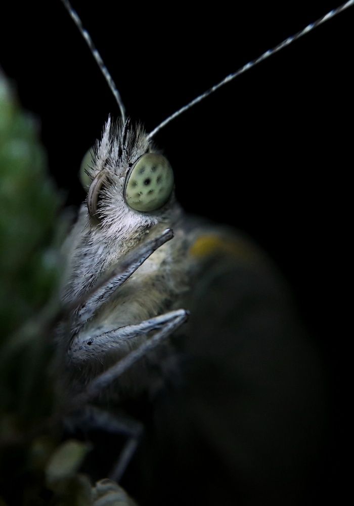 Mobile graphy + handmade lens