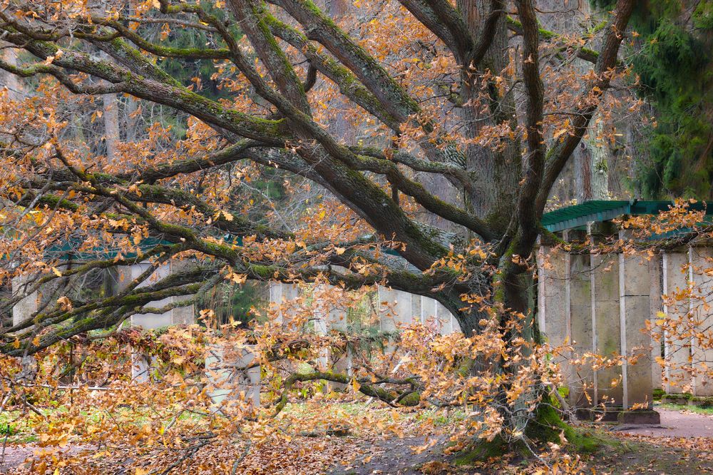 Осенние сны / Autumn dreams