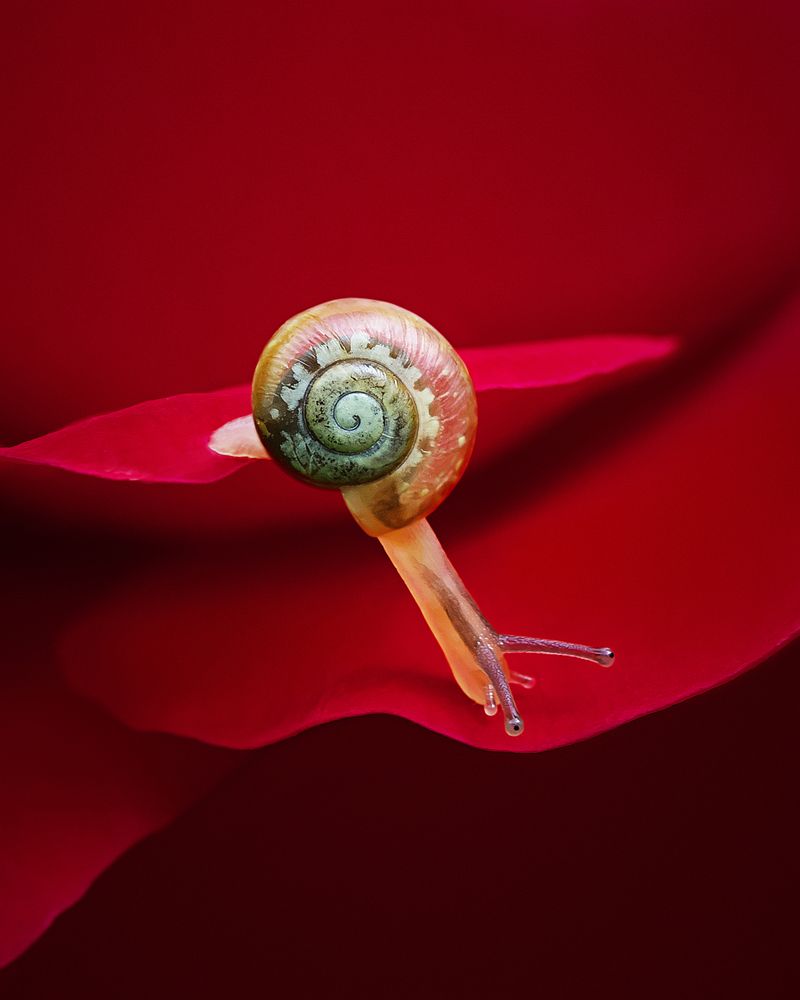 Любовь и розы