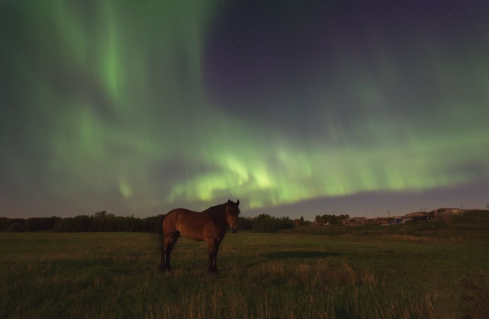 Лошадь в северной ночи