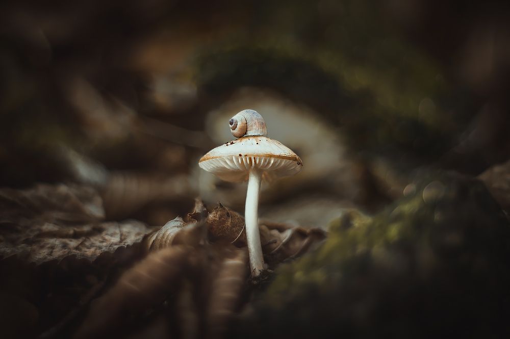 Маленький викинг