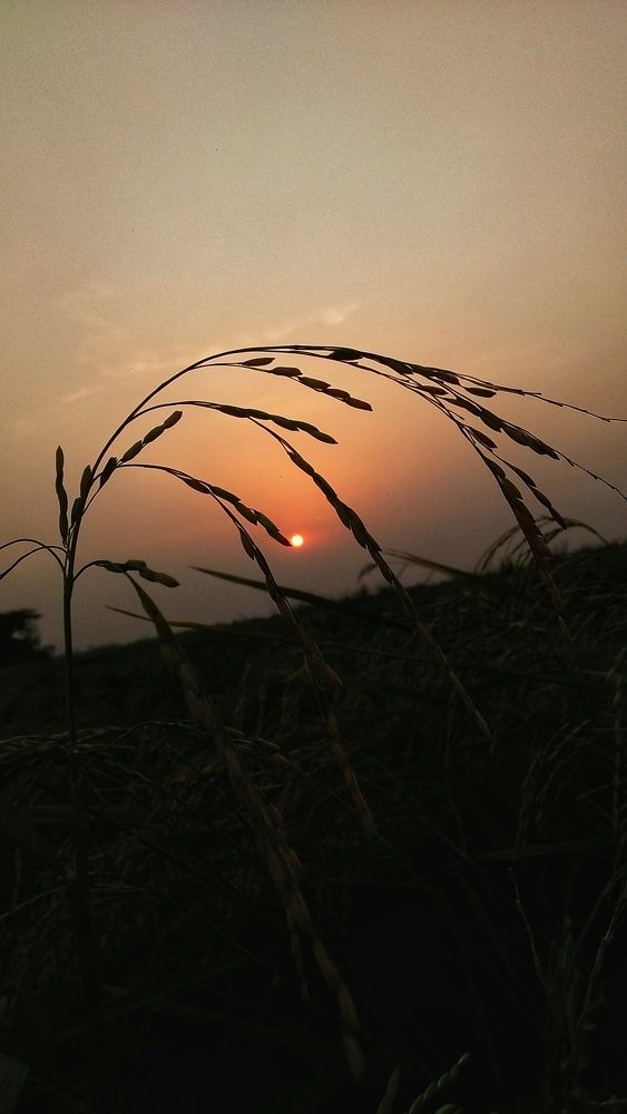 The Dusk