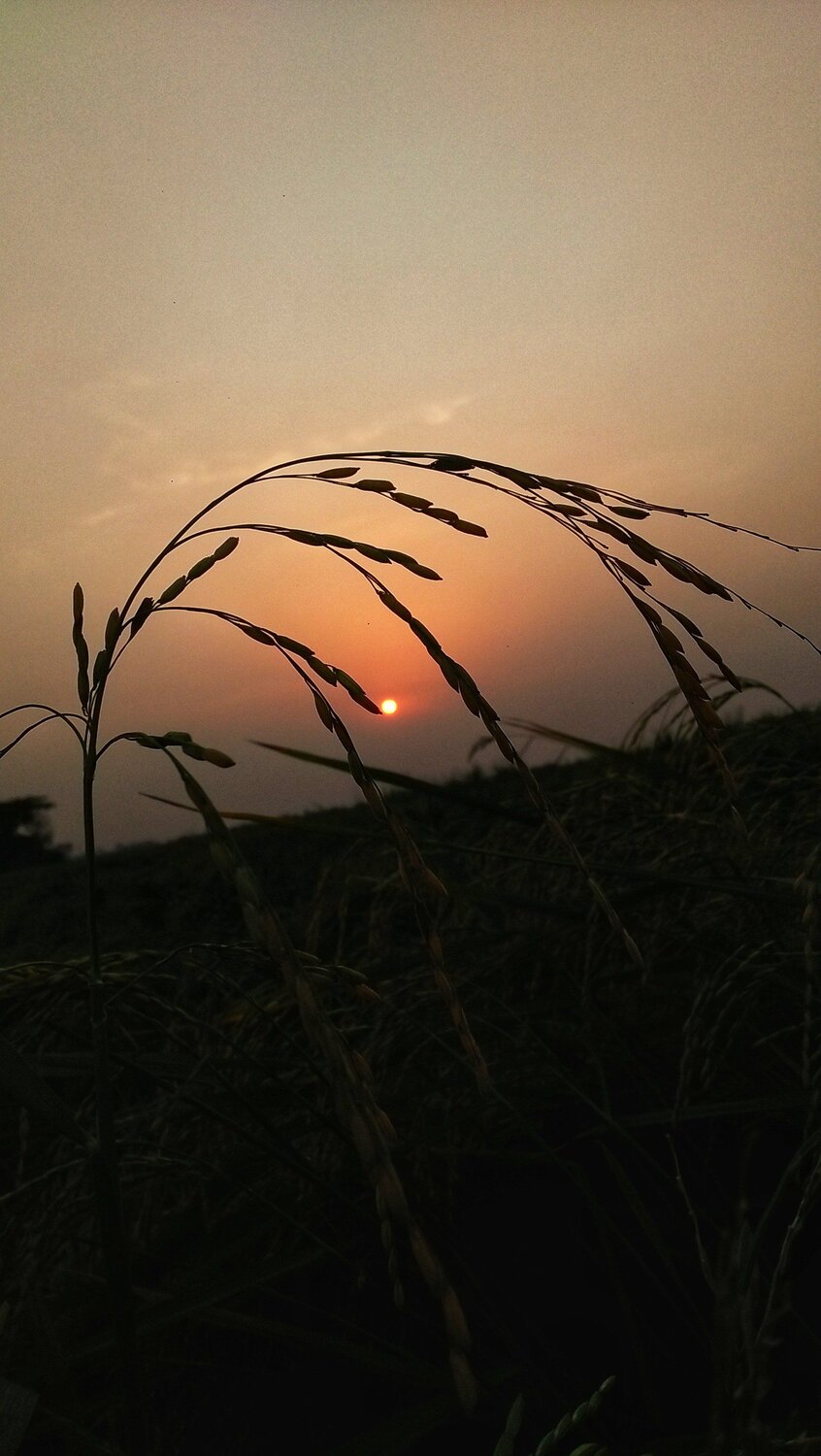 The Dusk