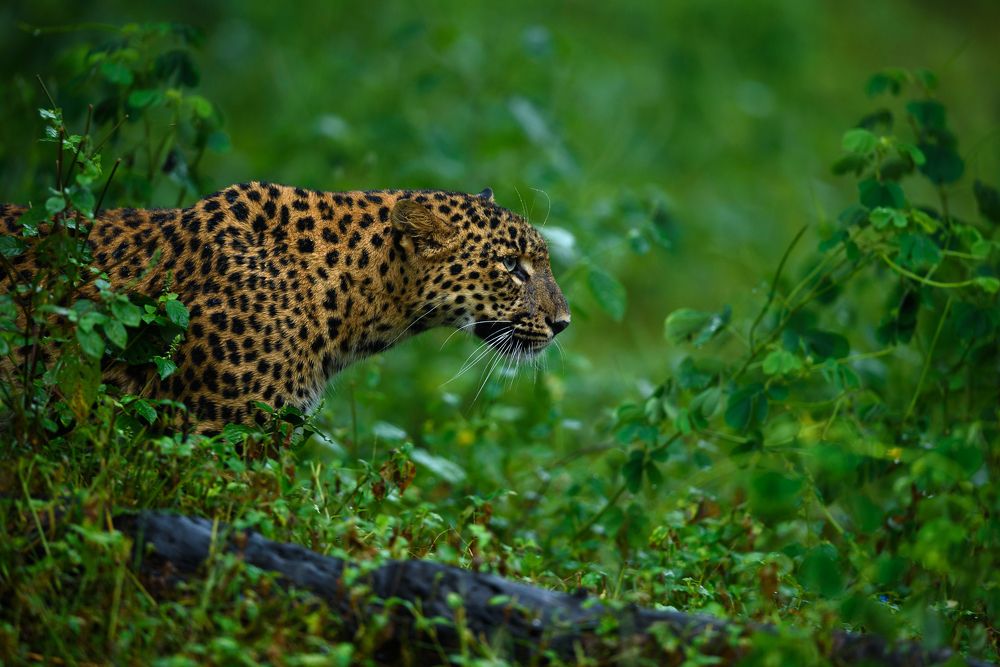 Ghost of the Indian jungle