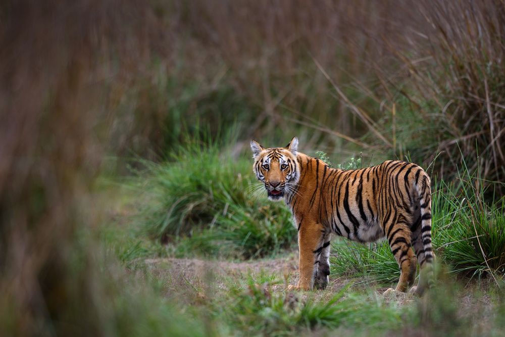 Royal bengal tiger cub