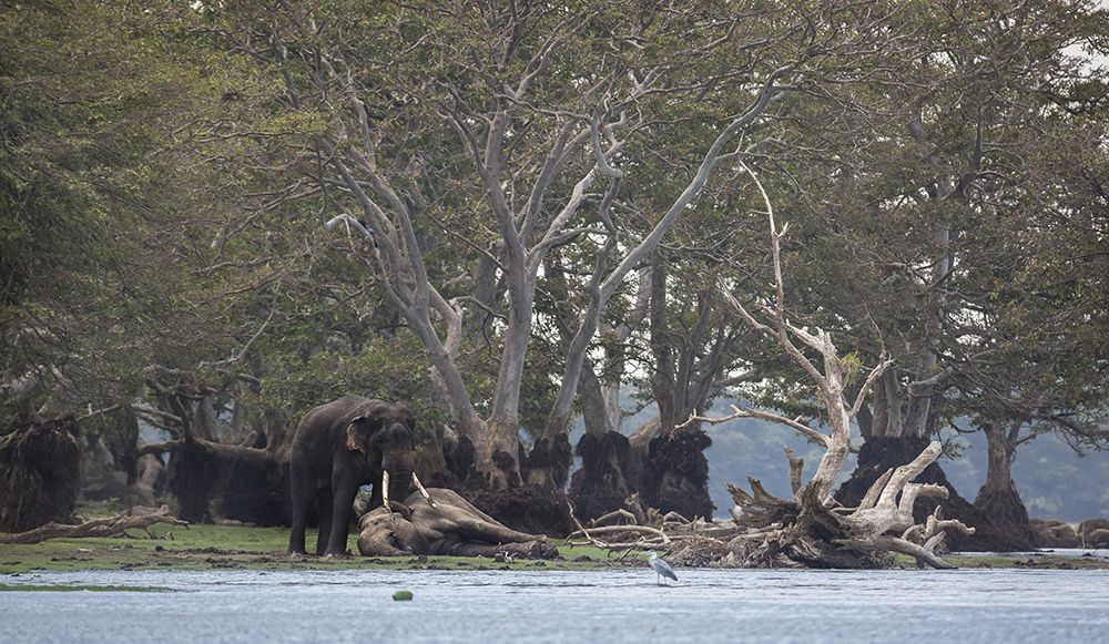 Survival of the fittest