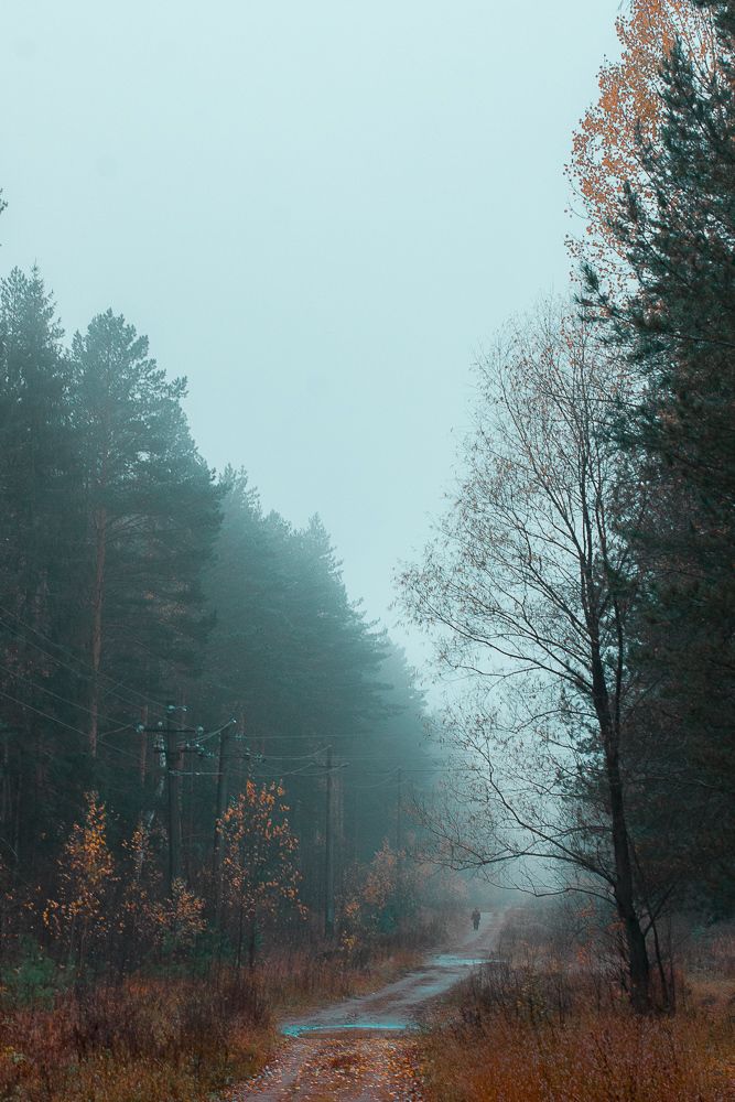 лес в тумане