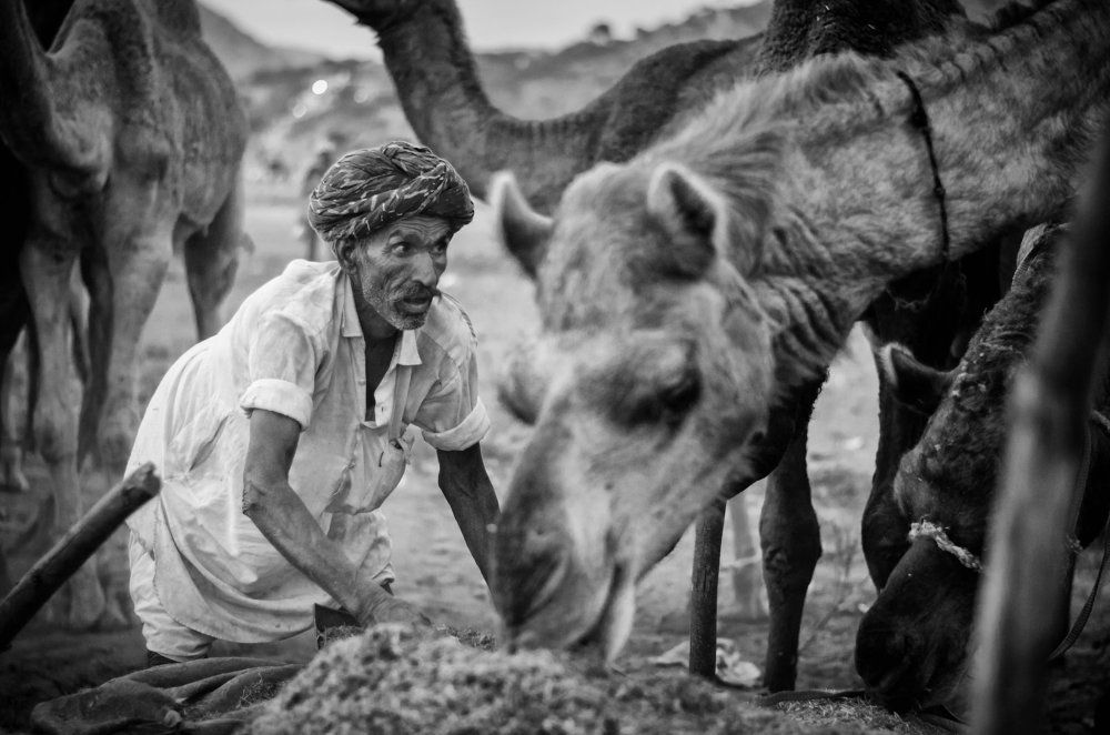 Feeding their camels