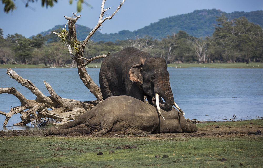 Survival of the fittest