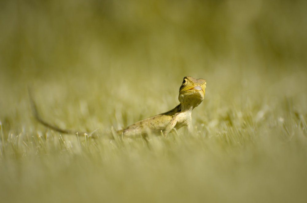 sticky but deadly weapon