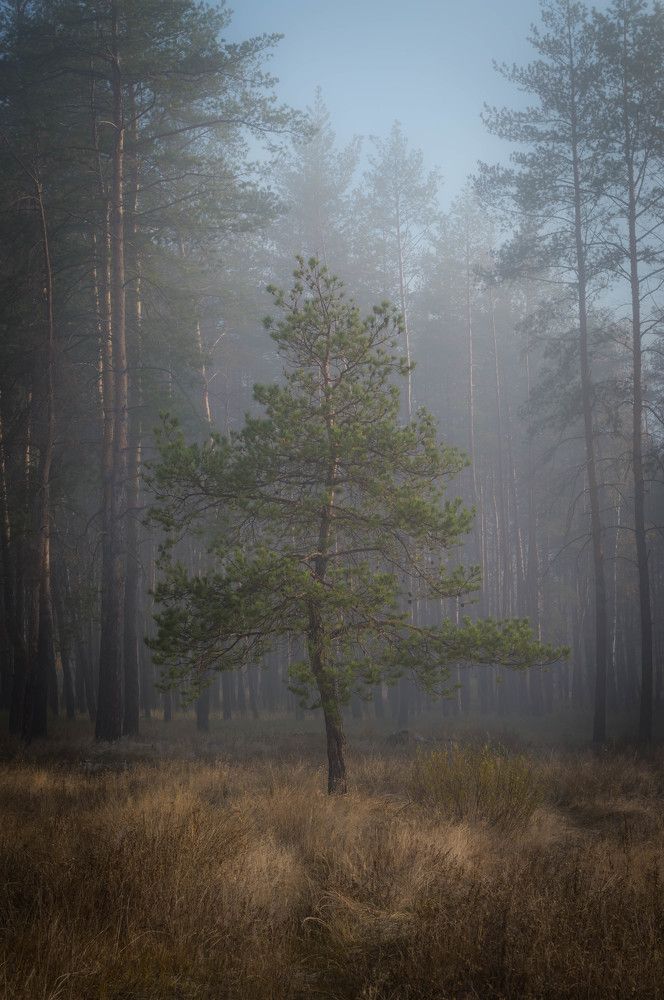 Photograph by Карпова Валентина